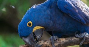 Burung Macaw Biru