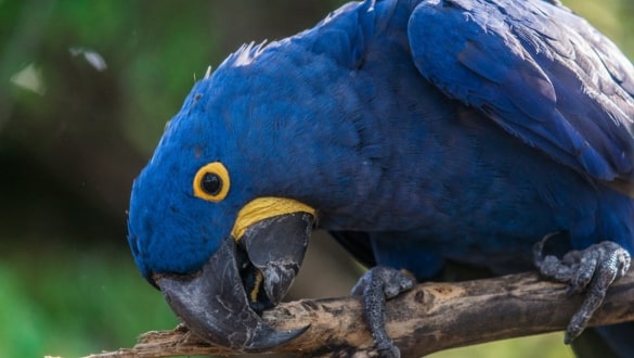 Burung Macaw Biru