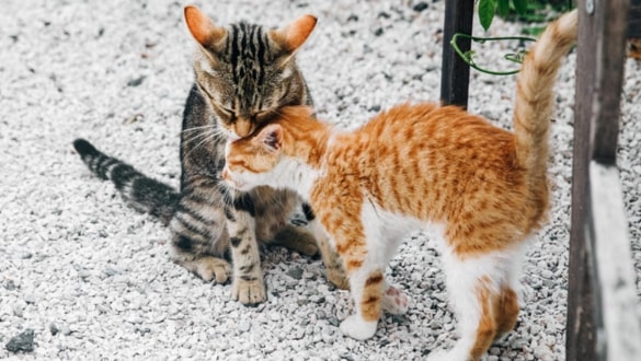 Cara Mengobati Anak Kucing Mencret