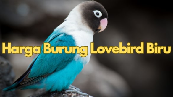 Harga Burung Lovebird Biru