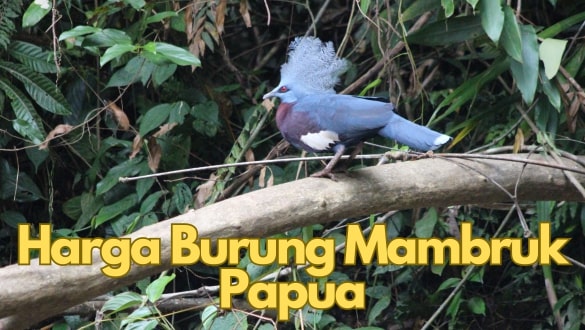Harga Burung Mambruk Papua