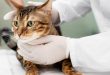 Cara Mengatasi Kucing Keracunan