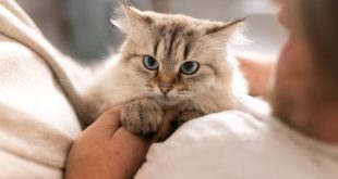 Obat Pilek untuk Kucing di Apotik